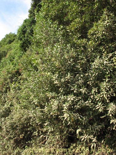 Imágen de Caldcluvia paniculata (Tiaca / Triaca / Quiaca). Haga un clic para aumentar parte de imágen.